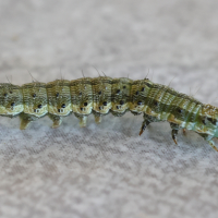 helicoverpa_armigera_ch3md (Helicoverpa armigera)