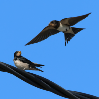 hirondelle_rustique_-_hirundo_rustica13bd (Hirundo rustica)