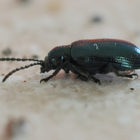 oulema_gallaeciana5bd (Oulema gallaeciana)