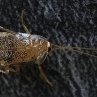 planuncus_tingitanus7md (Planuncus tingitanus)