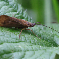 Anabolia nervosa (Phrygane)