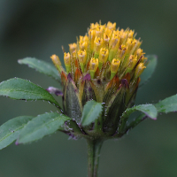 bidens_frondosa3md (Bidens frondosa)