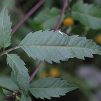 bidens_frondosa4md (Bidens frondosa)