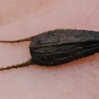 bidens_frondosa6md (Bidens frondosa)