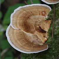 daedaleopsis_confragosa6md (Daedaleopsis confragosa)