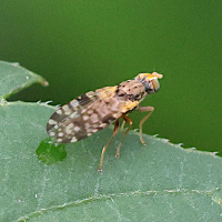 dioxyna_bidentis2md (Dioxyna bidentis)