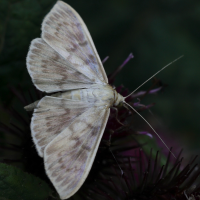 patania_ruralismd (Patania ruralis)