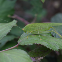 phaneroptera_falcata2md (Phaneroptera falcata)
