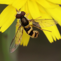 sphaerophoria_scripta8bd (Sphaerophoria scripta)