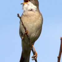 fauvette_melanocephale_-_curruca_melanocephala9md (Curruca melanocephala)