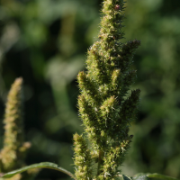 amaranthus_hybridus2md (Amaranthus hybridus)