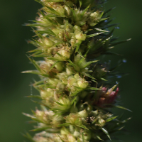 amaranthus_hybridus3md (Amaranthus hybridus)