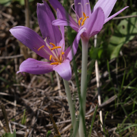 Colchicum autumnale (Colchique d'automne)
