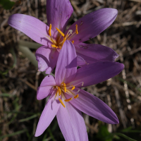 colchicum_autumnale2md (Colchicum autumnale)