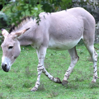 Equus asinus ssp somalicus (Âne sauvage de Somalie)