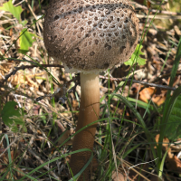 macrolepiota_procera15md (Macrolepiota procera)