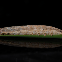 mythimna_pallens_ch1md (Mythimna pallens)