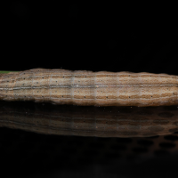 mythimna_pallens_ch2md (Mythimna pallens)