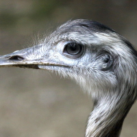 nandou_gris_-_rhea_americana7md (Rhea americana)