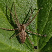 pisaura_mirabilis5md (Pisaura mirabilis)