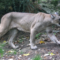 puma_concolor3md (Puma concolor)