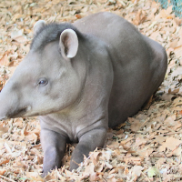 tapirus_terrestris3md (Tapirus terrestris)