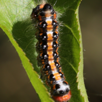 acronicta_tridens_ch1md (Acronicta tridens)