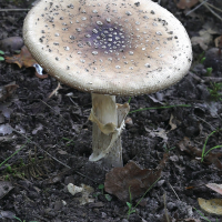 amanita_pantherina7md (Amanita pantherina)