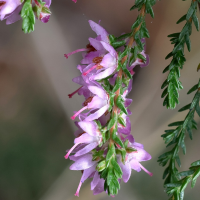 calluna_vulgaris7md (Calluna vulgaris)