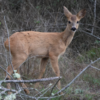 capreolus_capreolus12bd (Capreolus capreolus)