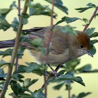 fauvette_a_tete_noire_-_sylvia_atricapilla9md (Sylvia atricapilla)