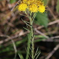 galatella_linosyris4md (Galatella linosyris)