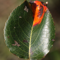 gymnosporangium_sabinae_galle5md (Gymnosporangium sabinae)