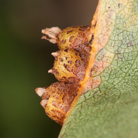 gymnosporangium_sabinae_galle6md (Gymnosporangium sabinae)