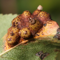 gymnosporangium_sabinae_galle7md (Gymnosporangium sabinae)