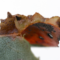 gymnosporangium_sabinae_galle8md (Gymnosporangium sabinae)