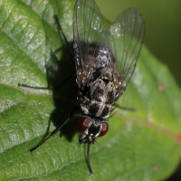 Limnophora tigrina (Mouche)