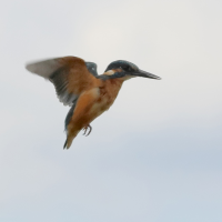 martin-pecheur_-_alcedo_atthis9bd (Alcedo atthis)