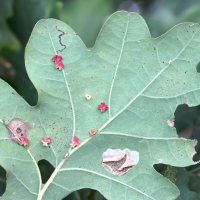 neuroterus_albipes_galle7md (Neuroterus albipes)