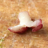 neuroterus_albipes_galle9md (Neuroterus albipes)