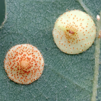 neuroterus_quercusbaccarum_galle4md (Neuroterus quercusbaccarum)