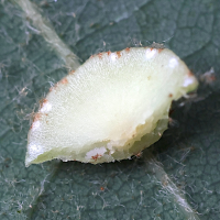 neuroterus_quercusbaccarum_galle5md (Neuroterus quercusbaccarum)