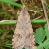 nomophila_noctuella10bd (Nomophila noctuella)