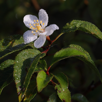 prunus_cerasifera12md (Prunus cerasifera)