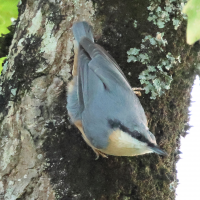 sittelle_torchepot_-_sitta_europaea5bd (Sitta europaea)