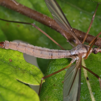 tipula_paludosa7md (Tipula paludosa)