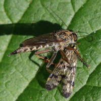 tolmerus_atricapillus3md (Tolmerus atricapillus)