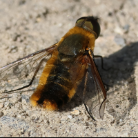 villa_hottentotta5bd (Villa hottentotta)