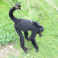 ateles_fusciceps_rufiventris1md (Ateles fuscipes)