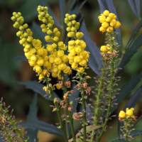 berberis_eurybracteata2md (Berberis eurybracteata)